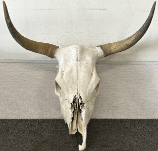 Bull Skull