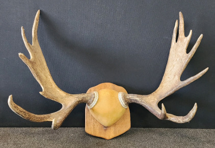 Mounted Moose Antlers
