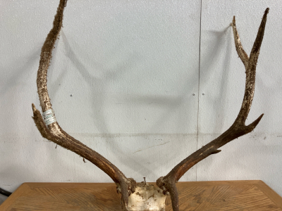 Elk Rack with Skull Cap and Hunting tag