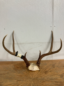 Deer rack with Skull Cap and Hunting Tag