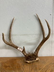 Deer Rack with Skull Cap and Hunting Tag