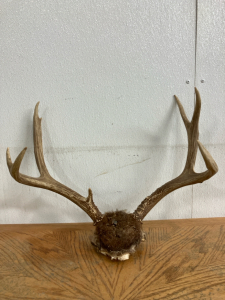 Deer Rack with Skull Cap