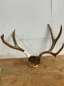 Deer Rack with Skull Cap and Hunting Tag