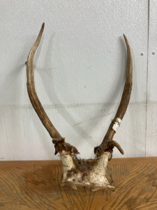 Elk Rack with Skull Cap and Hunting Tag