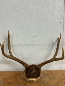 Deer Rack with skull cap