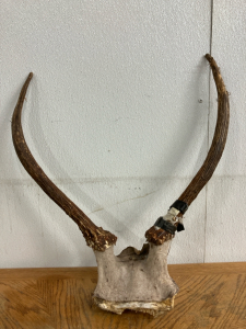Elk Rack with Skull Cap and Hunting Tag