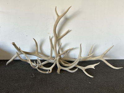 Elk & Mule Deer Antlers