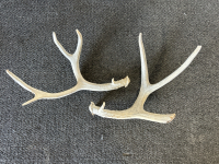 Elk & Mule Deer Antlers - 2