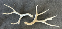 Elk & Mule Deer Antlers - 4