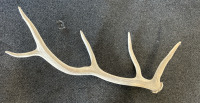 Elk & Mule Deer Antlers - 5