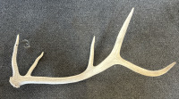 Elk & Mule Deer Antlers - 7