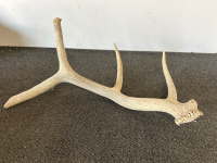 Elk & Mule Deer Antlers - 8