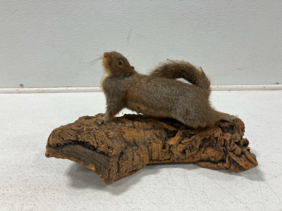 Taxidermy Squirrel