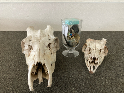 Scull, Assorted Jewelry