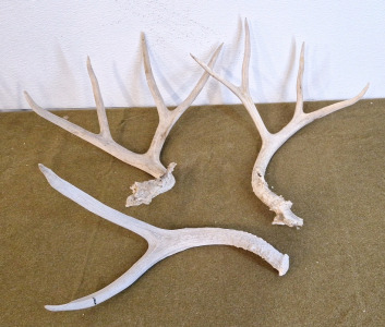 (3) Antlers
