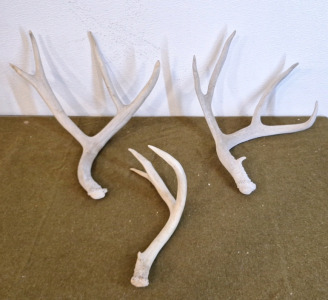 (3) Antlers