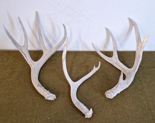 (3) Antlers