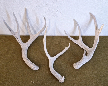 (3) Antlers