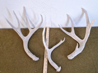(3) Antlers - 2
