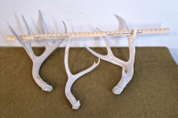 (3) Antlers - 3