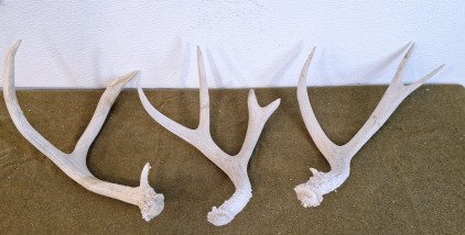(3) Antlers