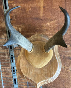 Hunting Antlers….BB1