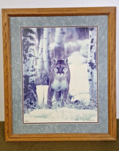 (1) Richard Jackson Potography,, Signed Color Print, Cougar In The Aspchs #453 Of 500