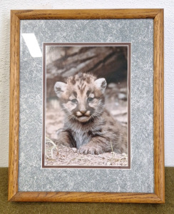 (1) Richard Jackson Potography,, Signed Color Print, Cougar Cub-Montana, #37 Of 500