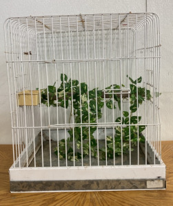 (1) 19&rdquo;x22&rdquo; White Bird Cage