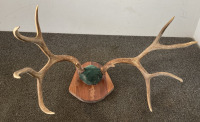 Mounted Deer Antlers