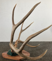 Mounted Deer Antlers - 2