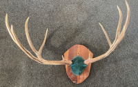 Mounted Deer Antlers - 3