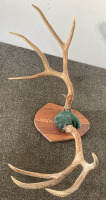 Mounted Deer Antlers - 4