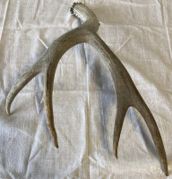 Deer Antlers - 2