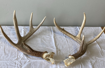 Set Of Deer Antlers - 5-Point