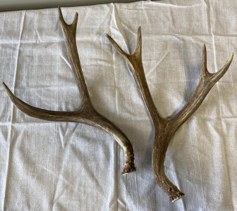 Deer Antlers