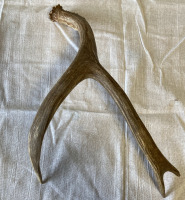 Deer Antlers - 2