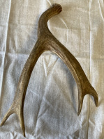 Deer Antlers - 3