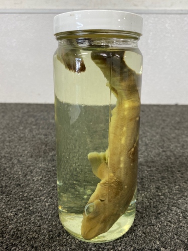 Preserved Shark Specimen In Jar