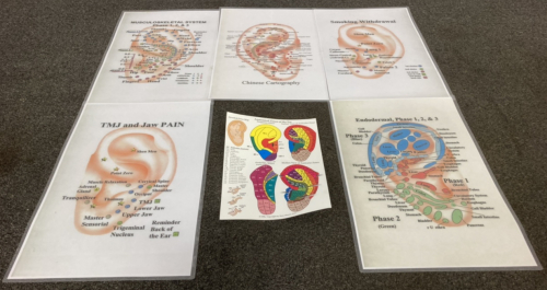 Ear Anatomy/Reflexology Charts