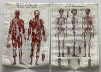 Muscular And Skeletal System Charts