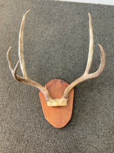 Deer Antlers Mount