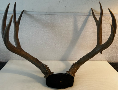 4x4 Deer Antlers