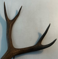 4x4 Deer Antlers - 2