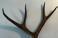 4x4 Deer Antlers - 3