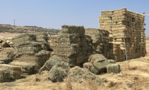 VALLEY WEST FIELDS (320) BALES GRASS HAY- LOCATED SOUTH OF BOISE