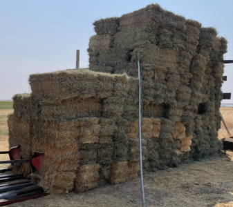 VALLEY EAST FIELDS (225) BALES GRASS HAY- LOCATED SOUTH OF BOISE