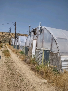 Row of 3-Built Greenhouses & All Contents Inside Greenhouses