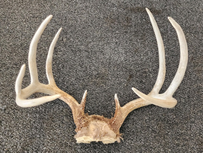 Whitetail Deer Antlers- 5x4