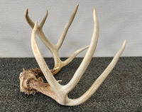 Whitetail Deer Antlers- 5x4 - 2